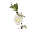 APPLE BLOSSOM CREMA 117CM