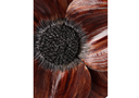 BROCHE FLOR CAFE